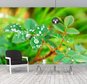 Picture of Plants in water drops